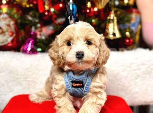 Mini Boy Maltipoo Dizayn Irk Sevimli Yavrular görsel