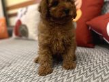 Toy Poodle Orjinal Kahverengi Kayısı Safkan Orjinal Garantili