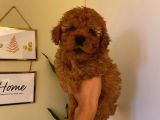 Erkek 2 Aylık Red Toy Poodle