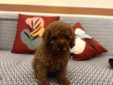 Toy Poodle Orjinal Kahverengi Kayısı Safkan Orjinal Garantili