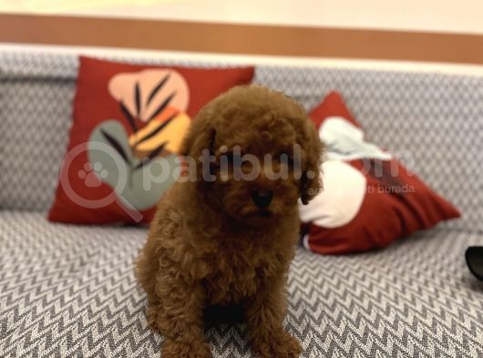 Toy Poodle Orjinal Kahverengi Kayısı Safkan Orjinal Garantili görsel