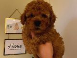 Erkek 2 Aylık Red Toy Poodle