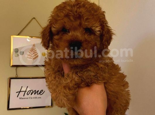 Erkek 2 Aylık Red Toy Poodle