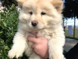 2 Aylik Chow Chow Yavrulari