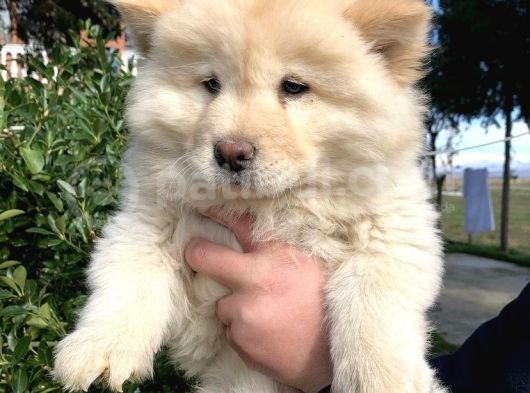 2 Aylik Chow Chow Yavrulari görsel