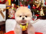 Ayıcık Surat Boo Pomeranian Yavrular