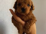Ömür Boyu Irk Garantili Poodle Bebişlerimiz