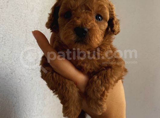 Ömür Boyu Irk Garantili Poodle Bebişlerimiz görsel