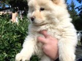2 Aylik Chow Chow Yavrulari