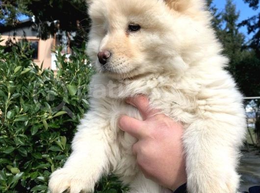 2 Aylik Chow Chow Yavrulari görsel