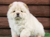 A Kali̇te Ayi Surat Chow Chow Yavrulari