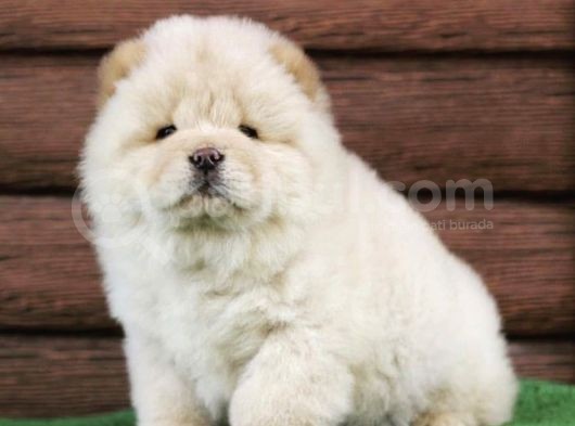 A Kali̇te Ayi Surat Chow Chow Yavrulari