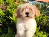 Yavru Maltipoo