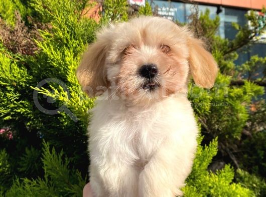 Yavru Maltipoo görsel