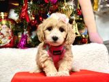 Dizayn Irk Sevimli Maltipoo Yavrular