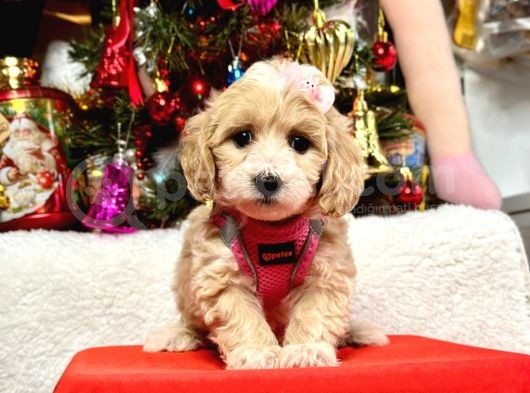 Dizayn Irk Sevimli Maltipoo Yavrular görsel