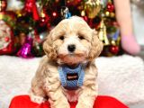 Mini Boy Maltipoo Dizayn Irk Sevimli Yavrular