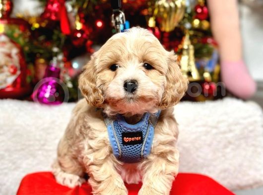 Mini Boy Maltipoo Dizayn Irk Sevimli Yavrular görsel