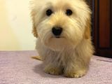 Safkan Maltipoo Yavrularimiz