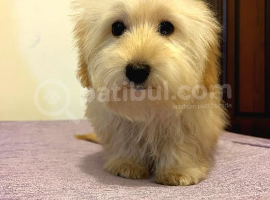 Safkan Maltipoo Yavrularimiz görsel