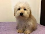 Safkan Maltipoo Yavrularimiz