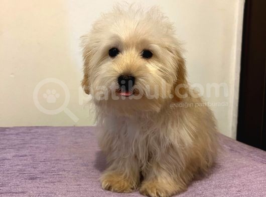 Safkan Maltipoo Yavrularimiz görsel