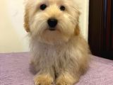 Safkan Maltipoo Yavrularimiz