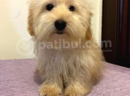 Safkan Maltipoo Yavrularimiz görsel