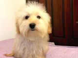 Safkan Maltipoo Yavrularimiz