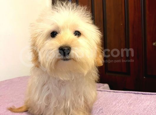 Safkan Maltipoo Yavrularimiz görsel