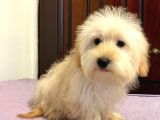 Safkan Maltipoo Yavrularimiz