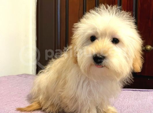 Safkan Maltipoo Yavrularimiz