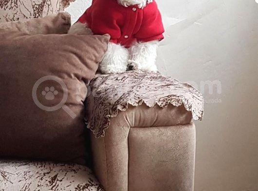 Malti̇po Ci̇nsi̇ görsel