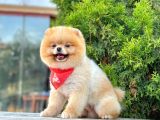 Safkan Pomeranian Boo Teddy Yetişkin