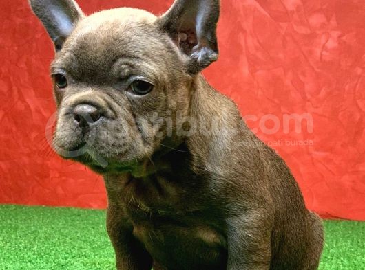 Erkek Güzeli̇ French Bulldog Blue Yavrularimiz görsel