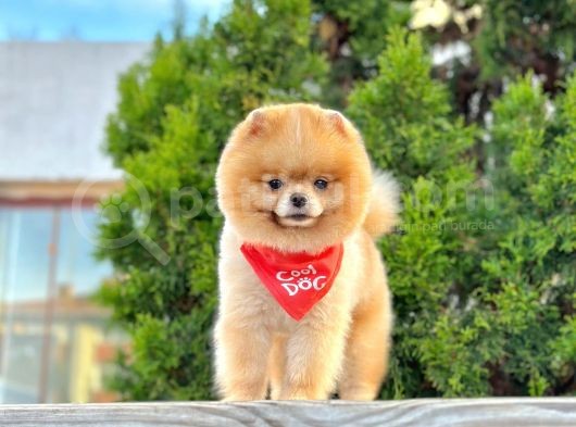 Safkan Pomeranian Boo Teddy Yetişkin