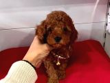 Orji̇nal Poodle Yavrular