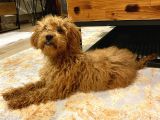 Dişi Toy Poodle Brown