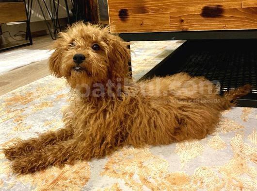 Dişi Toy Poodle Brown