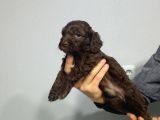 Chocolate Poodle Yavrularimiz Di̇şi̇ Pet Pasaportlu