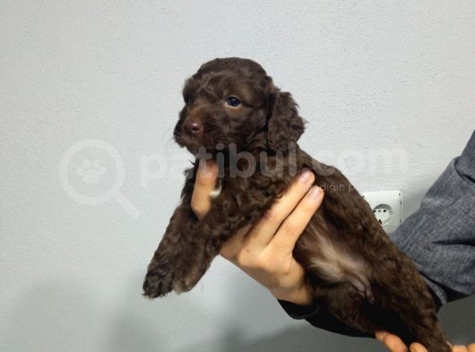Chocolate Poodle Yavrularimiz Di̇şi̇ Pet Pasaportlu