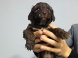 Chocolate Poodle Yavrularimiz Di̇şi̇ Pet Pasaportlu