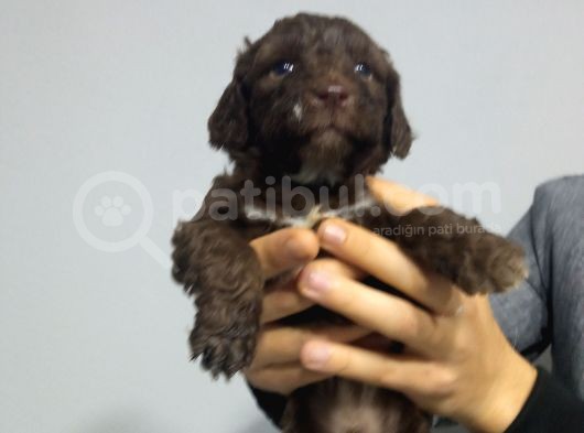 Chocolate Poodle Yavrularimiz Di̇şi̇ Pet Pasaportlu görsel