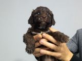 Chocolate Poodle Yavrularimiz Di̇şi̇ Pet Pasaportlu