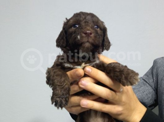 Chocolate Poodle Yavrularimiz Di̇şi̇ Pet Pasaportlu görsel