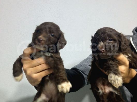 Çi̇kolata Di̇şi̇ Malti̇poo Yavrularimiz görsel
