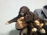 Çi̇kolata Di̇şi̇ Malti̇poo Yavrularimiz