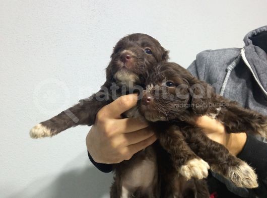 Çi̇kolata Di̇şi̇ Malti̇poo Yavrularimiz