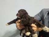 Çi̇kolata Di̇şi̇ Malti̇poo Yavrularimiz