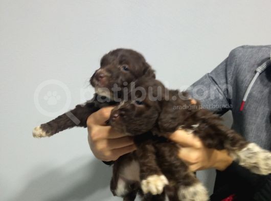 Çi̇kolata Di̇şi̇ Malti̇poo Yavrularimiz görsel